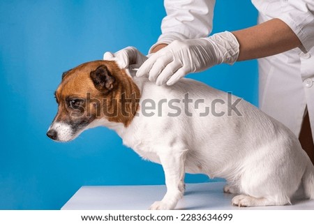 The veterinarian treats the withers of the dog from ticks and fleas with the help of special drops for animals. Prevention from bites by dangerous insects. Royalty-Free Stock Photo #2283634699