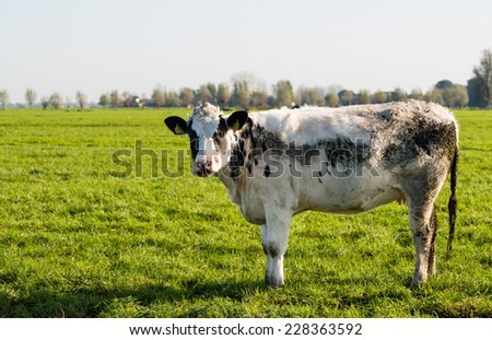 Young cow covered with mud curiously looking to the photographer on a sunny day in the autumn season.