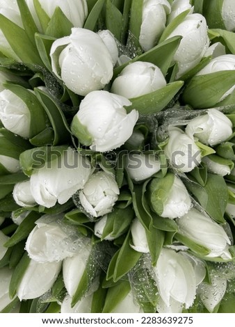 background picture, white tulips in a bouquet, drops of water on the tulips