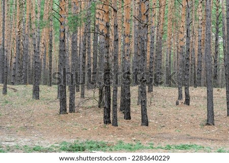 Beautiful view of the coniferous dense pine forest with tall trees in early spring