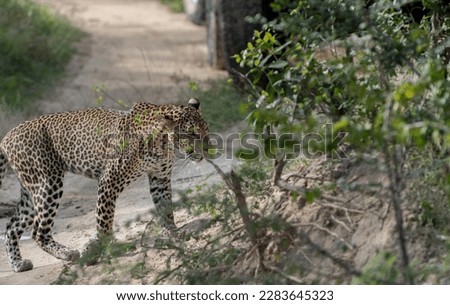Leopard was picture  taken during   safari Tour Sri Lanka