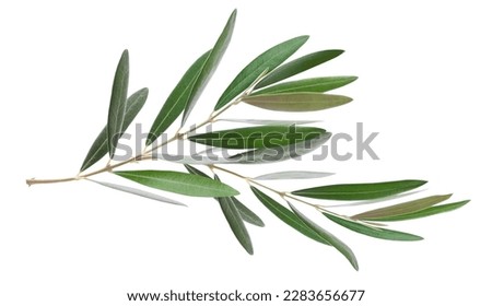 Two fresh olive branch leaves isolated on white background closeup Royalty-Free Stock Photo #2283656677