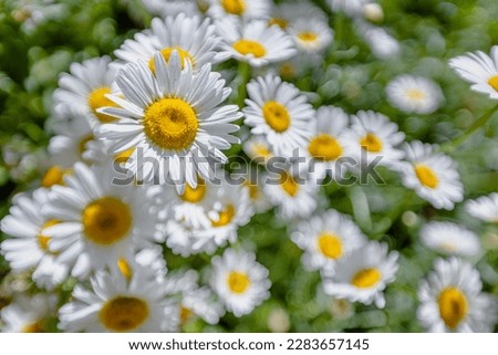 Chamomile flower close-up on a blurry background. Royalty-Free Stock Photo #2283657145
