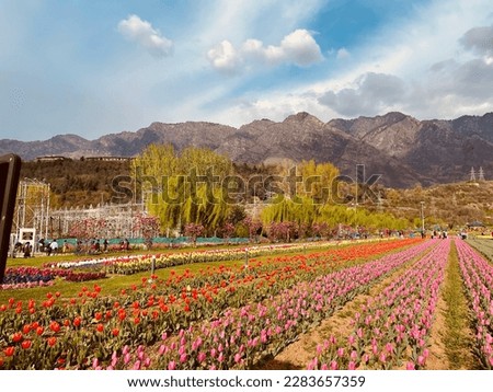 Tulip garden colorful flowers is a veritable Eden in Indira Gandhi Memorial Tulip Garden srinagar kashmir India