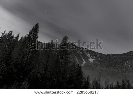 Black and white photo of autumn birch and spruce trees against the backdrop of a mountain with snow and a sky with stars and clouds in Altai 