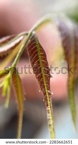 micro photography of neem tree. leaf of neem tree.