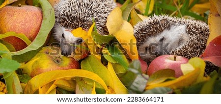 Hedgehogs in the garden - nice autumnal picture