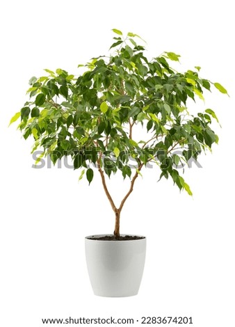 benjamin's ficus houseplant with variegated leaves in a white planter, isolated Royalty-Free Stock Photo #2283674201