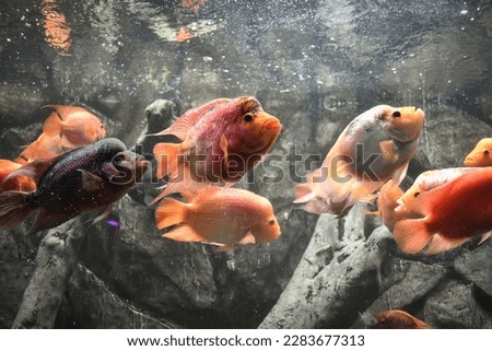 A closeup picture of an Orange coloured Flower Horn fish in aquarium, in India