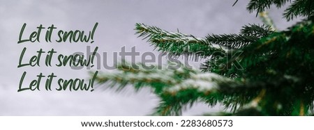 Let it snow Inspiration joke quote phrase Coniferous branches covered with hoarfrost. Pine fir tree Banner