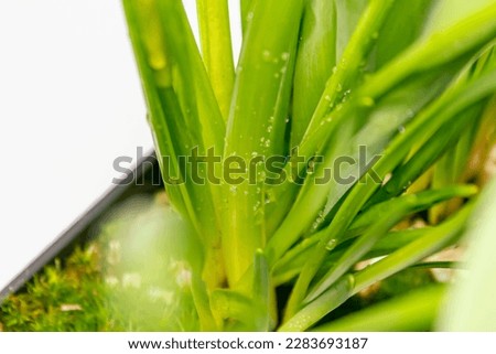 moss daffodil tulip flower in pot home interior for living room background web design garden white high detailed close up