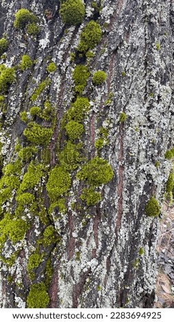 Photo of a tree, bark of a coniferous, deciduous tree moss, fungus on a tree,interesting background, photo for sketchbook covers, screensaver for mobile phone, presentations, floral ornament.