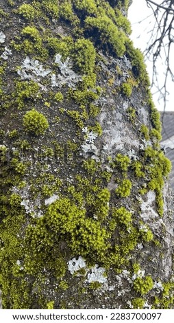 A photo of tree,relief drawing of the bark of coniferous,deciduous tree moss,fungus on tree,an interesting background,picture for sketchbook covers,screensaver for mobile phone,presentations,ornament.