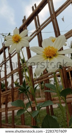 white sunflower picture click on me