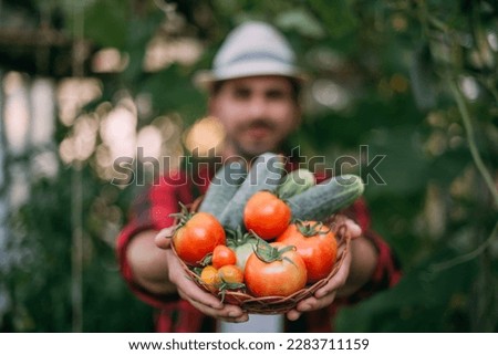 A basket of ripe tomatoes and cucumbers in close-up in the male hands of an agronomist in work clothes in a greenhouse. Growing vegetables in your garden.