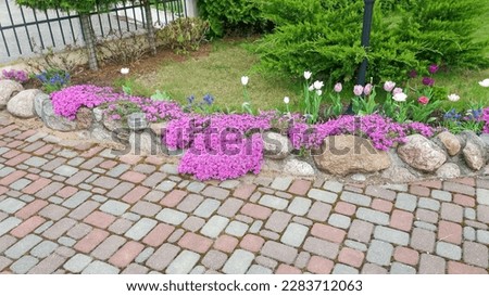 Pavement of tiles and a border of stones, overgrown with red phlox flowers