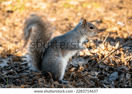 Pictures of Squirrels in nature