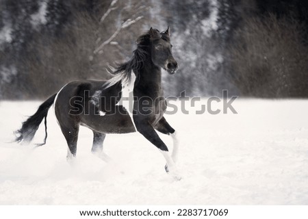 black and white horse galloping in winter