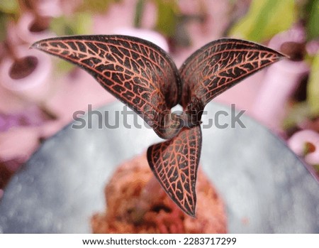 Beautiful dark leaves of Ludisia Discolor Spiderman , mostly known as Jewel Orchids