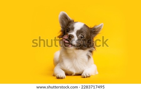 Portraite of cute puppy chihuahua. Little smiling dog on bright trendy yellow background.