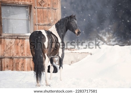 balck and white horse outside in winter