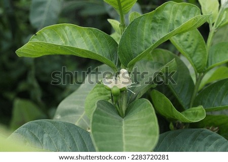 Green guava on branch from
green guava tree branch with fruits and leaf. Guava Fruit On Branch Pictures, Images and Stock Photos. Isolated Green Cut Guava On A Branch.