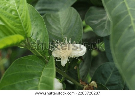 Green guava on branch from
green guava tree branch with fruits and leaf. Guava Fruit On Branch Pictures, Images and Stock Photos. Isolated Green Cut Guava On A Branch.