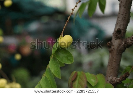 Image of Ceylon Star Otaheite Gooseberry fruits.