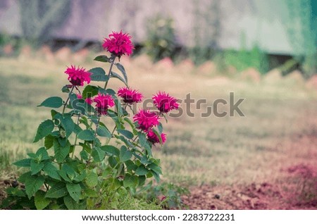 vivid pink monarda flowers in the garden Royalty-Free Stock Photo #2283722231