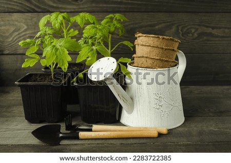 Tomato seedlings in a pot on a wooden background, garden tool, watering can, peat pots for plant transplant.  The concept of spring gardening.  Foreground, close-up.