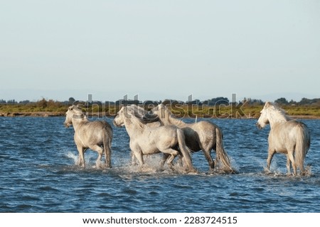 White Camargue Horses running on the beach in Parc Regional de Camargue - Provence, France Royalty-Free Stock Photo #2283724515