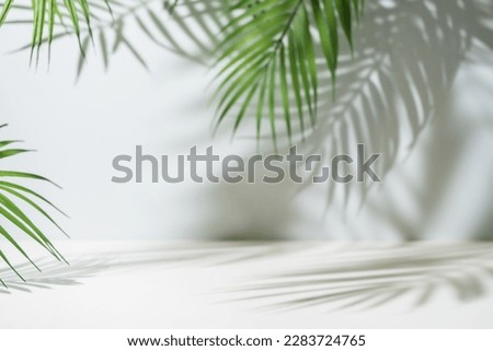 Minimal product placement background with palm shadow on plaster wall. Luxury summer architecture interior aesthetic. Creative product platform stage mockup.