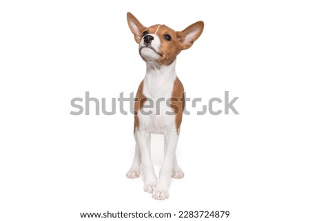 Funny basenji puppy, on a white background