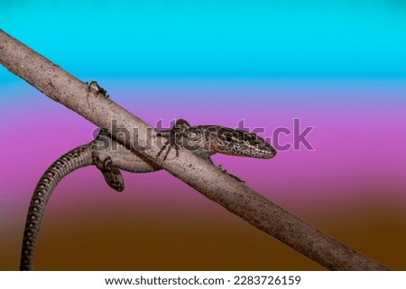 Α common wall lizard. Multicolor background. Podarcis muralis. 