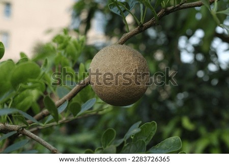 Image of wood apple. Stock photo of wood apple. Limonia acidissima is the only species within the monotypic genus Limonia. Common names for the species in English include wood-apple and elephant-apple