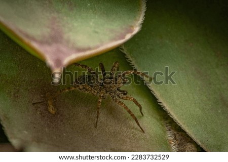 Pardosa amentata wolf spider in Hungary.