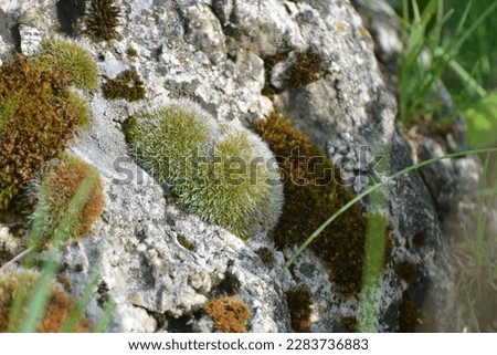 Moss of the Grimmiaceae family growing in the wild on a limestone rock Royalty-Free Stock Photo #2283736883