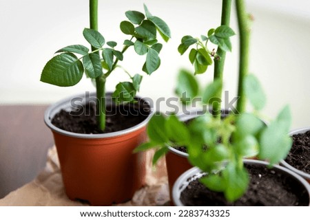 In the room on the table there is a pot with a plant rose that grows in special conditions before planting in open ground. From a series of photos about plant breeding, seedlings and plant propagation Royalty-Free Stock Photo #2283743325