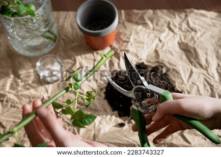 Preparation of a rose seedling for planting. 
Pruning before feeding for rooting. In the room on the table there is a pot. A series of photos about seedlings and plant propagation Royalty-Free Stock Photo #2283743327