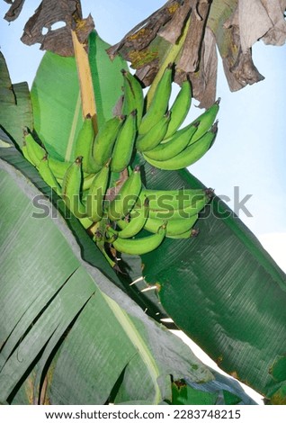 green banana in the field beautiful