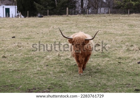 Highland Cow outside in a field in Aberdeen, Scotland