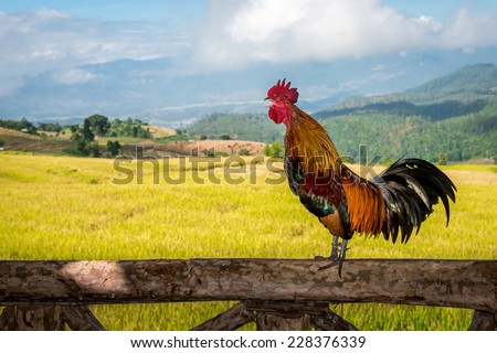 Rooster crowing on the wooden pole Royalty-Free Stock Photo #228376339