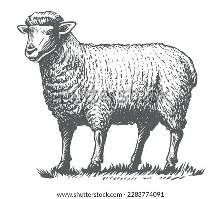 Farm sheep standing on grass. Domestic animal with thick woolly coat. Livestock farming. Hand drawn vector illustration Royalty-Free Stock Photo #2283774091