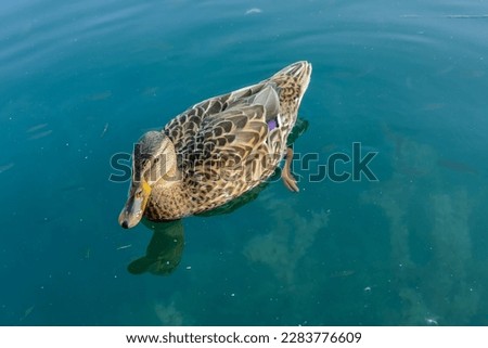 sea turtle on coral reef, beautiful photo digital picture
