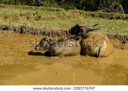 buffalo in water, beautiful photo digital picture