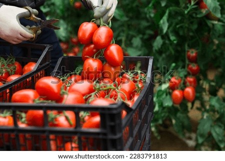 Closeup of ripe red tomatoes harvested by hands of male farmer in greenhouse Royalty-Free Stock Photo #2283791813