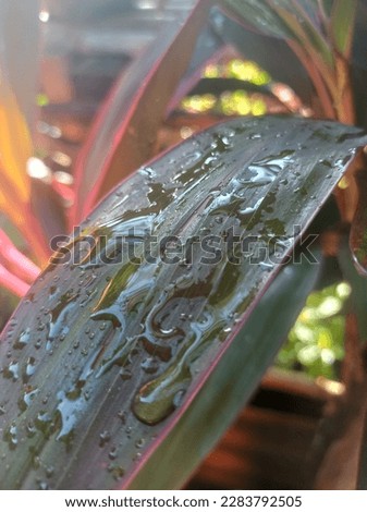The watermark in a leaf