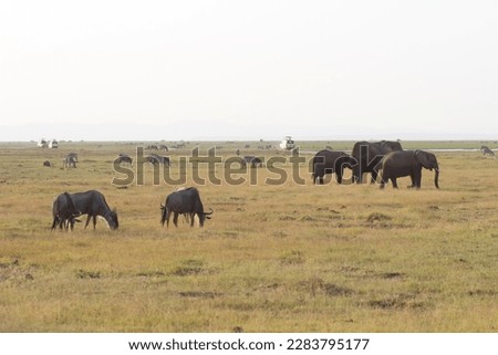 animals in an african safari