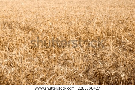 Ripe Wheat ears growing in agricultural field of India. Golen yellow ripe cereals. Concept of agriculture, organic farming and food. Closeup of Ears of wheat crop is blooming in rural Indian fields.