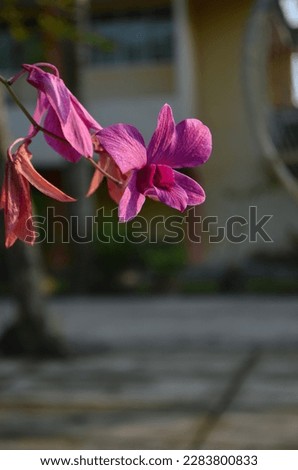 purplish pink orchid against garden background with selective focus.